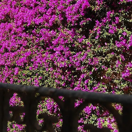 Tal Fanal Complex 公寓 加斯利